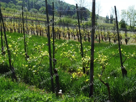 Weingarten mit viel Gras