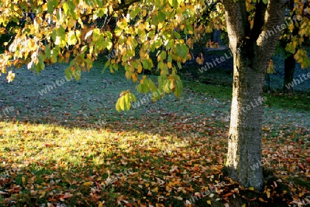 Obstbaum im Herbst
