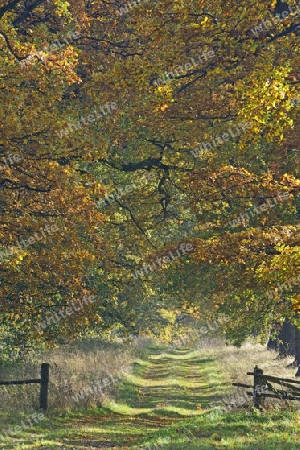 Idyllische Allee im Herbst mit alten Eichen (Quercus), Hessen, Deutschland, Europa