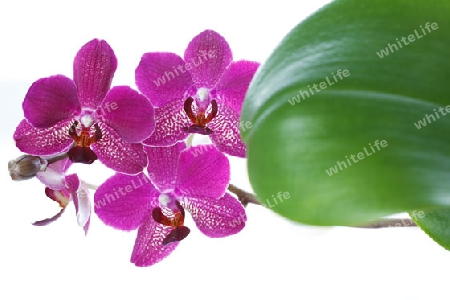 Phalaenopsis Orchidee rosa
