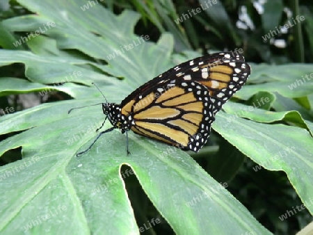 Schmetterling Monarch