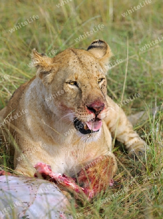 L?wen (Panthera leo),  fressen erbeutetes Gnu , Streifengnu, Weißbartgnu (Connochaetes taurinus),  , Masai Mara, Kenia, Ostafrika, Afrika