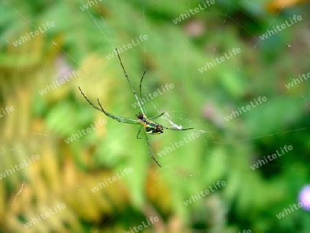Spider in the garden 2