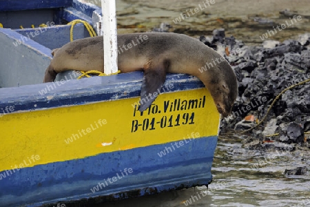 Wassertaxi im Hafen von  Puerto Villamil wird von Seel?wen (Zalophus wollebaeki) bevoelkert,  Insel Isabela,  Galapagos , Unesco Welterbe, Ecuador, Suedamerika