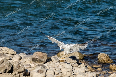Moewe Wasser Landung gull water landing