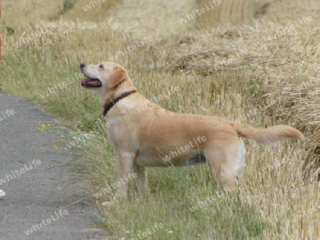 Labrador im Feld