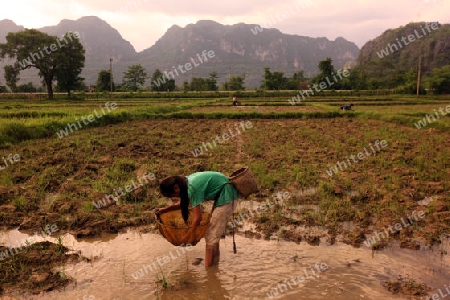 Kinder suchen nach einem Regentag in den Reisfeldern nach Kleifischen an der Landstrasse 12 beim Dorf Mahaxai Mai von Tham Pa Fa unweit der Stadt Tha Khaek in zentral Laos an der Grenze zu Thailand in Suedostasien.