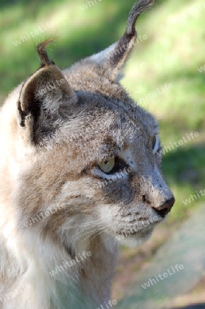 Luchs Lynx Lince