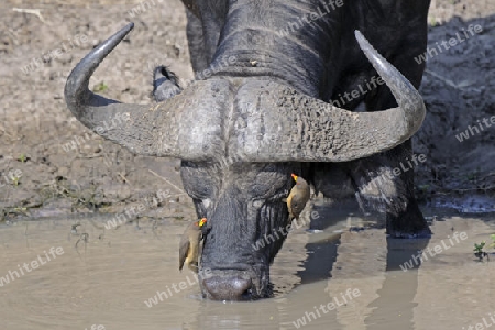 Afrikanischer B?ffel oder Kaffernb?ffel  (Syncerus caffer) trinkt aus Fluss,  mit Gelbschnabel-Madenhacker (Buphagus africanus), Masai Mara Nationalpark, Kenia, Afrika