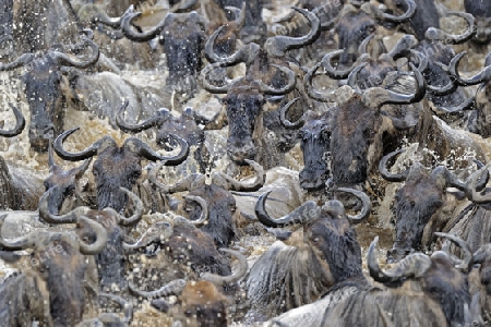 Gnu, Streifengnu, Weissbartgnu (Connochaetes taurinus), Gnumigration, Gnus beim durchqueren des Mara River, Masai Mara, Kenia