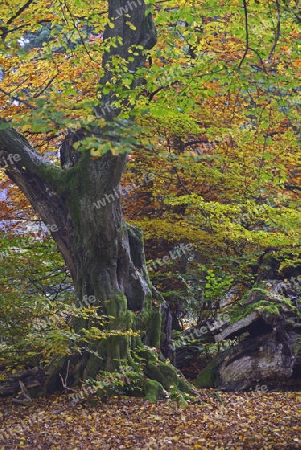 Ca. 800 Jahre alte Buche (Fagus) im Herbst,  Urwald Sababurg Naturschutzgebiet, Hessen, Deutschland, Europa