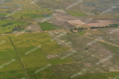 The Landscape with a ricefield near the City of Siem Riep in the west of Cambodia.