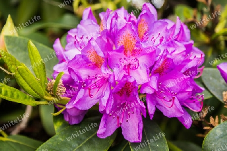 lilaner Rhododendron