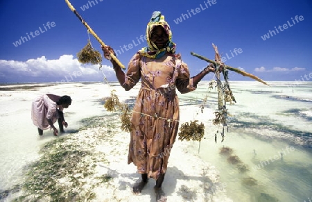 Eine Frau bei der Ernte von Seegrass in einer Seegrass Plantage bei Bwejuu an der Ostkueste der Insel Sansibar im Indischen Ozean in Tansania in Ostafrika..