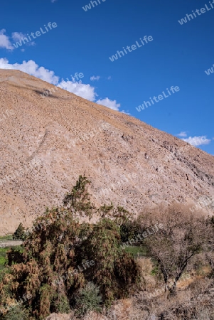 Im Elqui-Tal ?stlich von La Serena, Chile