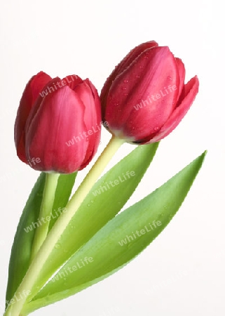 Flower:Tulips Entwined