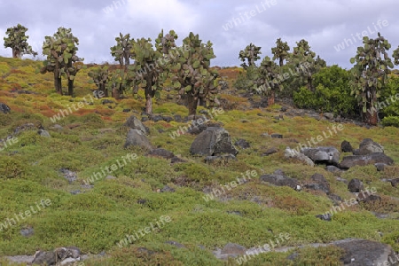 Baumopuntien (Opuntia echios), erheben sich aus einem Teppich von Galapagos Sesuvien (Sesuvium portulacastrum), Insel Plaza Sur, Galapagos, Unesco Welterbe,  Ecuador, Suedamerika