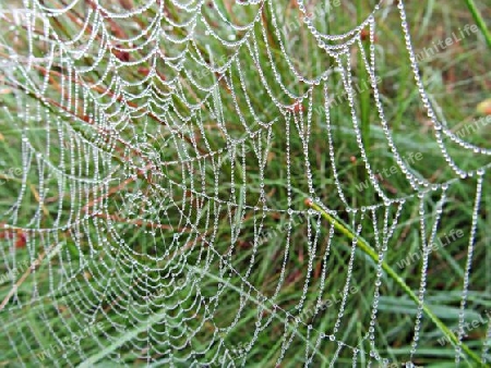 Spinnennetz mit Perlen
