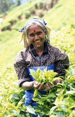 Eine Tee Pflueckerin in den Tee Plantagen von Nuwara Eliya im Zentrum von Sri Lanka in Asien.