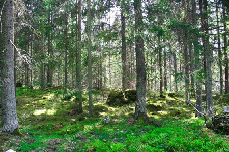 Schweden Wald