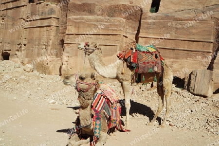 Kamele in Pera, Jordanien