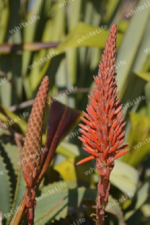verschiedene Aloearten ( Aloe spec.) in Lamberts Bay,  West Kap, Western Cape, S?dafrika, Afrika