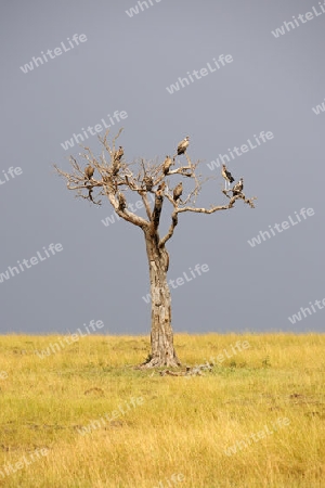 Vertrockneter Baum mit verschiedenen Geierarten vor einer Gewitterfront, Masai Mara, Kenia