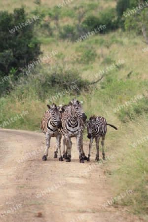 Zebra Kr?ger Nationalpark