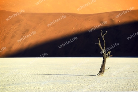 Kameldornb?ume (Acacia erioloba), auch Kameldorn oder Kameldornakazie im letzten Abendlicht,  Namib Naukluft Nationalpark, Deadvlei, Dead Vlei, Sossusvlei, Namibia, Afrika