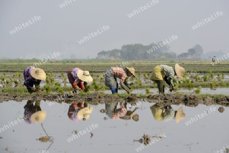 Rice farmers plant rice in a ricefield at the city of Nyaungshwe at the Inle Lake in the Shan State in the east of Myanmar in Southeastasia.