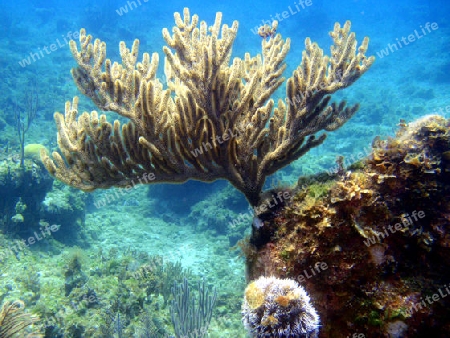 Unter Wasser Koralle