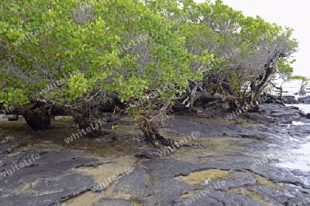 Weisse Mangrove (Laguncularia racemosa) ,  Insel Isabela,  Galapagos , Unesco Welterbe, Ecuador, Suedamerika