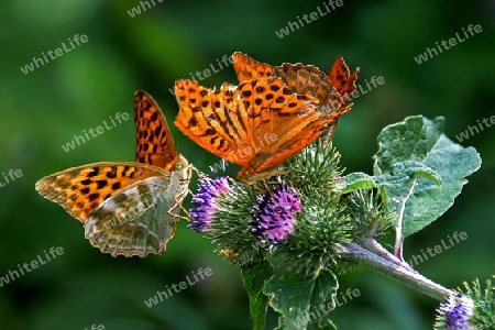 Schmetterlinge auf Distel