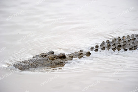 Nilkrokodil (Crocodylus niloticus), Mara River,  Masai Mara, Kenia, Afrika