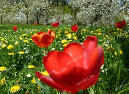 Streuobstwiese mit Roten Tulpen 1