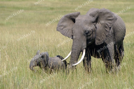Elefantenkalb mit Baby im Massai Mara, Kenia