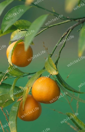 Mandarinen Fruechte an einem baum im sueden von Zypern im Mittelmeer.