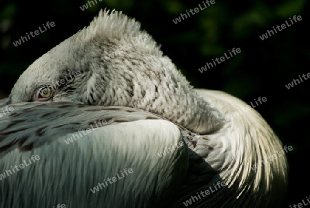 Ruhender Pelikan