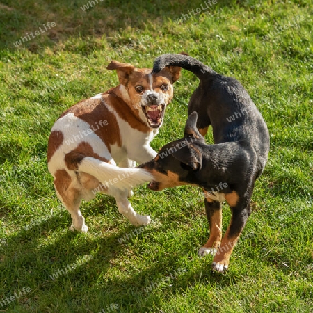 Spiel der Terrier