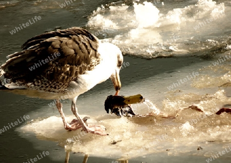 Gull eating a duck on an ice floe - M?ve verspeist eine Ente auf einer Eisscholle