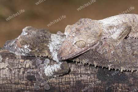 Blattschwanzgeckos, Madagaskar