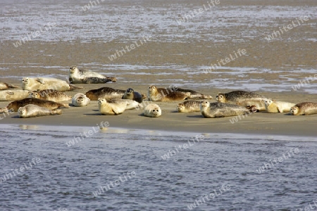 Seehund Kolonie auf Sandbank