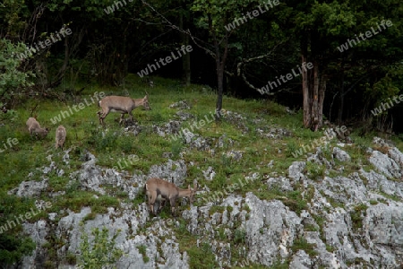 Der Alpensteinbock (Capra ibex) oder Gemeiner Steinbock 