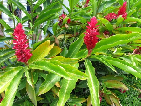 Rote Alpinia, Dominikanische Republik