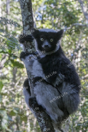 Indri, Lemur, Madagaskar