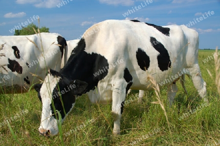 Holstein-Milchkuh