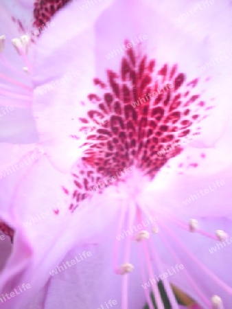 Rhododendron -Bl?tenzeichnung