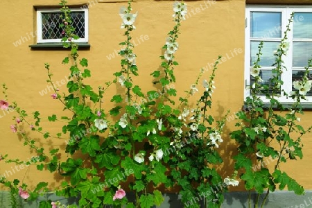 Stockrosen am gelben Haus, Bornholm