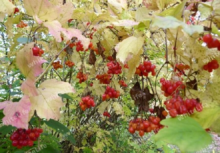 Rote h?ngende Beeren im Herbst 4