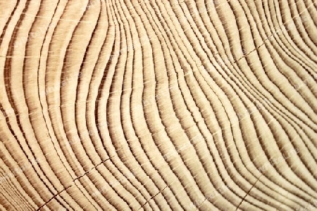 Holz - Wood
